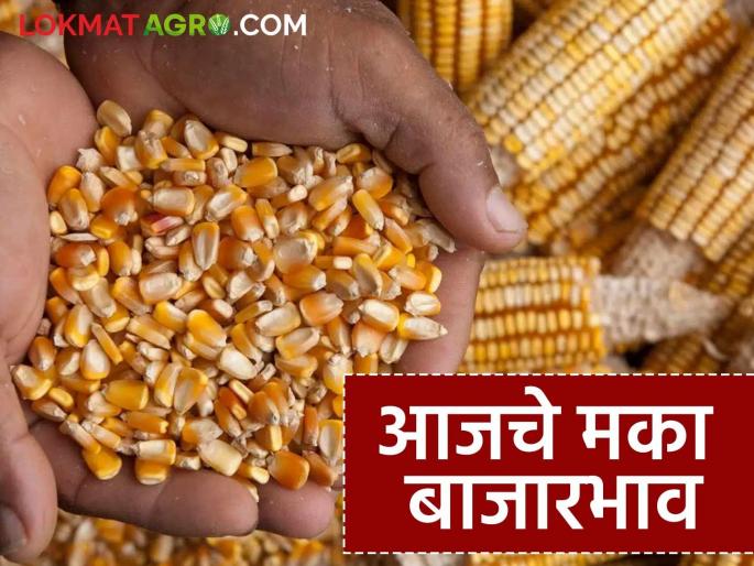 Low arrivals in the state's maize market; Read today's maize market prices | राज्याच्या मका बाजारात आवक कमीच; वाचा आजचे मका बाजारभाव