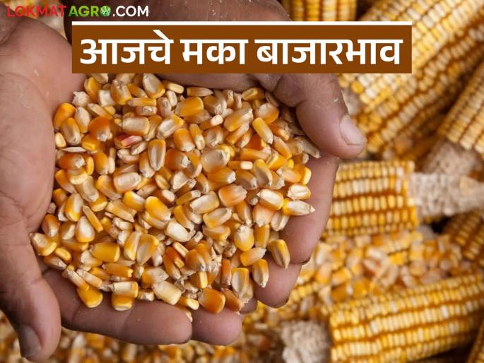 What is the situation in the maize market at the beginning of the season? Read today's maize market prices | हंगामाच्या सुरुवातीला मका बाजारात काय आहे स्थिती? वाचा आजचे मका बाजारभाव