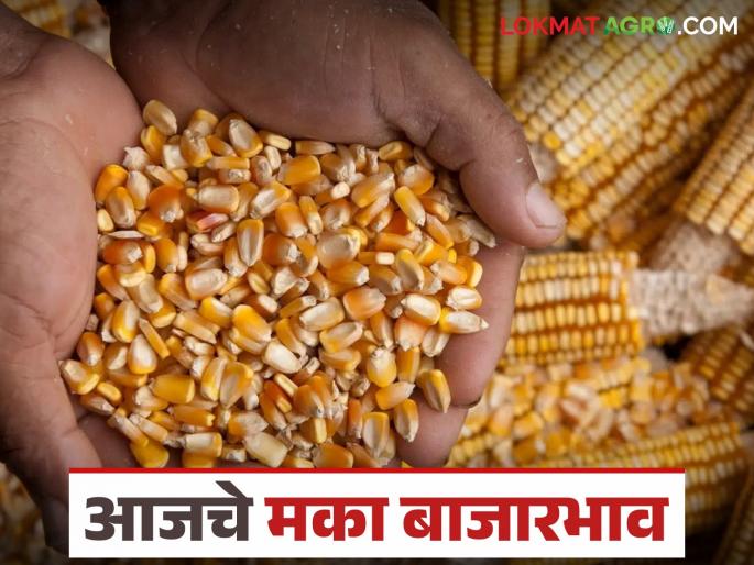 Maka Bazaar Bhav: What is the status of maize prices in the state? Know today's maize market prices | Maka Bajar Bhav : राज्यातील मका दराची काय आहे स्थिती? जाणून घ्या आजचे मका बाजारभाव