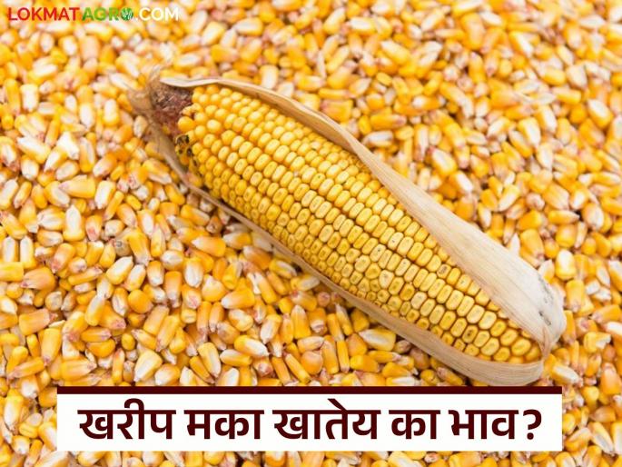 Huge arrival of Kharif maize in the state; Where is the highest price being obtained? Read today's market price | राज्यात खरीप मक्याची भरघोस आवक; कुठे मिळतोय सर्वोच्च दर? वाचा आजचे बाजारभाव Huge arrival of Kharif maize in the state; Where is the highest price being obtained? Read today's market price | राज्यात खरीप मक्याची भरघोस आवक; कुठे मिळतोय सर्वोच्च दर? वाचा आजचे बाजारभाव