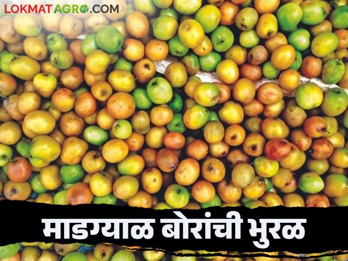Wild fruits in drought-stricken areas are gradually capturing the market; Madgyal bores in Pune, Mumbaikars are fascinated | दुष्काळी पट्टयातील रानमेवा करतोय हळूहळू बाजारपेठ काबीज; माडग्याळ बोरांची पुणे, मुंबईकरांना भुरळ Wild fruits in drought-stricken areas are gradually capturing the market; Madgyal bores in Pune, Mumbaikars are fascinated | दुष्काळी पट्टयातील रानमेवा करतोय हळूहळू बाजारपेठ काबीज; माडग्याळ बोरांची पुणे, मुंबईकरांना भुरळ