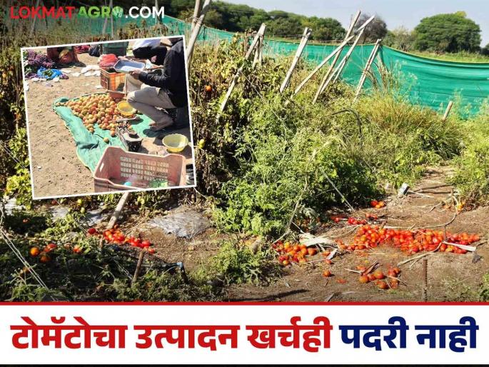 Both the hardworking and the hard work are worthless in the market; what should farmers harvest and what should they sell? | बाजारात कष्टकरी अन् कष्ट दोन्ही बेभावच; शेतकऱ्यांनी काय काढावं अन् काय विकावं? Both the hardworking and the hard work are worthless in the market; what should farmers harvest and what should they sell? | बाजारात कष्टकरी अन् कष्ट दोन्ही बेभावच; शेतकऱ्यांनी काय काढावं अन् काय विकावं?