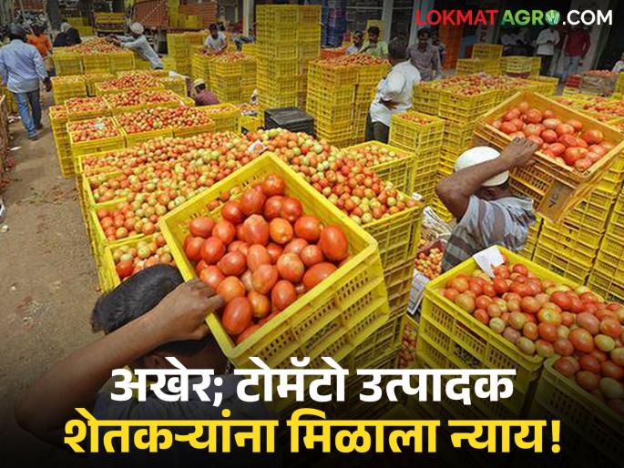 Finally, tomato farmers got justice; 'that' trader's land was auctioned and the farmers' money was paid | अखेर टोमॅटो उत्पादक शेतकऱ्यांना मिळाला न्याय; 'त्या' व्यापाऱ्याची जमीन लिलाव करून शेतकऱ्यांचे पैसे केले अदा