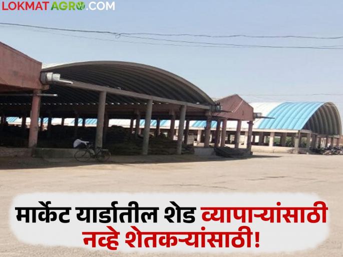 Tin sheds in market yards are for farmers, not traders; Market committee pricks ears of buyers and traders | मार्केट यार्डातील टिनशेड व्यापाऱ्यांसाठी नव्हे शेतकऱ्यांसाठी; बाजार समितीने खरेदीदार व्यापाऱ्यांचे टोचले कान