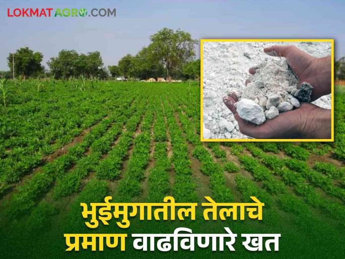 The use of 'this' fertilizer will increase the amount of oil in the groundnut along with good growth of the crop | Groundnut Crop Management 'या' खताच्या वापराने वाढेल भुईमुगातील तेलाचे प्रमाण सोबत पिकाची देखील होईल चांगली वाढ The use of 'this' fertilizer will increase the amount of oil in the groundnut along with good growth of the crop | Groundnut Crop Management 'या' खताच्या वापराने वाढेल भुईमुगातील तेलाचे प्रमाण सोबत पिकाची देखील होईल चांगली वाढ