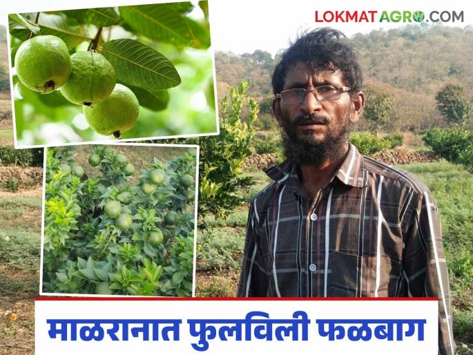 Farmer Success Story: Jafar flourished his orchard in remote and mountainous areas; Intercropping also provided strong support | Farmer Success Story : दुर्गम व डोंगराळ भागात जाफर यांनी फुलविली फळबाग; आंतरपिकाची देखील दमदार साथ Farmer Success Story: Jafar flourished his orchard in remote and mountainous areas; Intercropping also provided strong support | Farmer Success Story : दुर्गम व डोंगराळ भागात जाफर यांनी फुलविली फळबाग; आंतरपिकाची देखील दमदार साथ