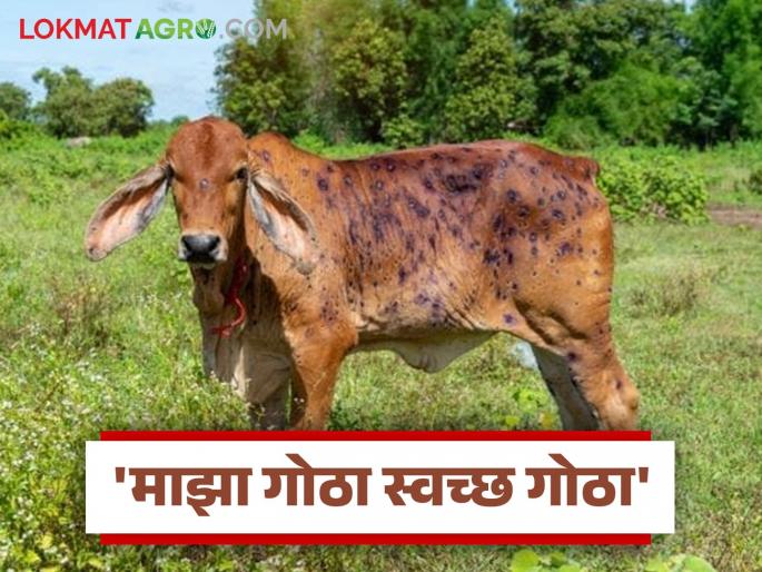 'My Cowshed is Clean Cowshed' campaign launched to arrest Lumpy; Free treatment will be provided | लम्पीच्या अटकावासाठी 'माझा गोठा स्वच्छ गोठा' अभियानास सुरुवात; मोफत औषधोपचार करणार