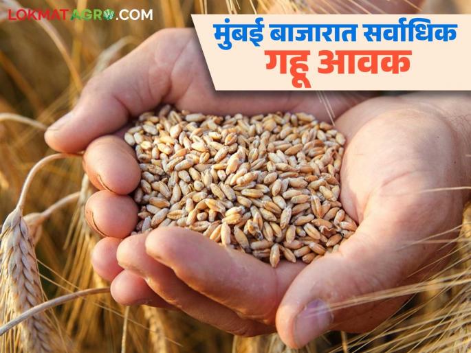 Wheat Market: Wheat arrivals in the state have increased; Read what is the price being offered | Gahu Bajar Bhav : राज्यात गहू आवक वाढली; वाचा काय मिळतोय दर Wheat Market: Wheat arrivals in the state have increased; Read what is the price being offered | Gahu Bajar Bhav : राज्यात गहू आवक वाढली; वाचा काय मिळतोय दर