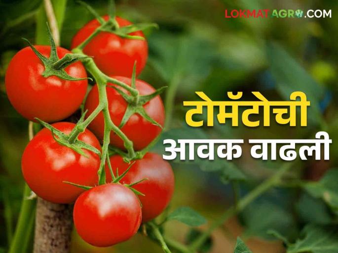 Tomato Market Update Which tomatoes are most in demand in the market? Read today's tomato market prices | Tomato Market Update कोणत्या टोमॅटोला बाजारात सर्वाधिक मागणी? वाचा आजचे टोमॅटो बाजारभाव Tomato Market Update Which tomatoes are most in demand in the market? Read today's tomato market prices | Tomato Market Update कोणत्या टोमॅटोला बाजारात सर्वाधिक मागणी? वाचा आजचे टोमॅटो बाजारभाव