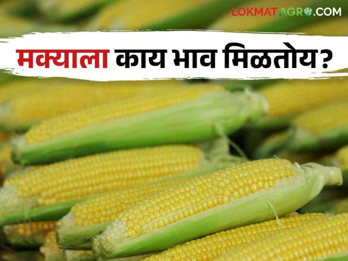 Latest news Last month Rs 2200 per quintal Maize now Rs 2900 per quintal see details | Maize Market : महिनाभरात मका दरात बदल, वाचा आज काय मिळतोय बाजारभाव? 