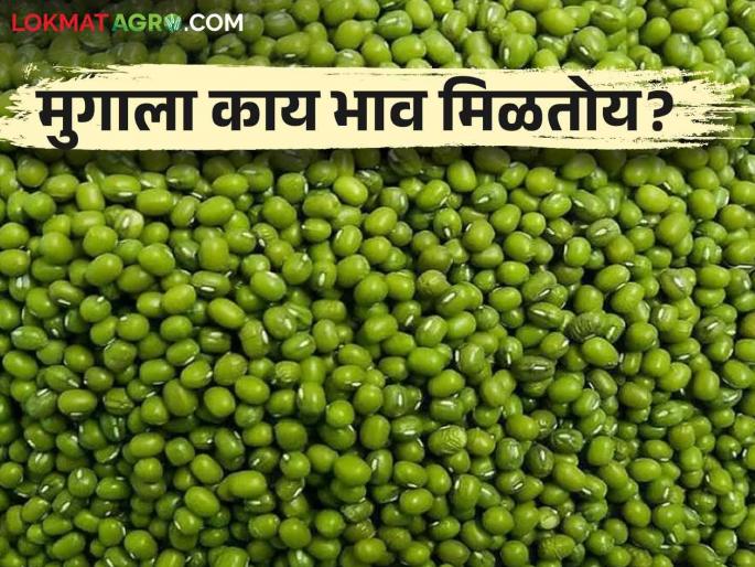 Latest News Chalisgaon market, the price of mugwort is 9 thousand rupees per quintal | Moong Bajarbhav : चाळीसगावला यंदाच्या हंगामातील मूग नऊ हजारी, वाचा आजचे बाजारभाव? Latest News Chalisgaon market, the price of mugwort is 9 thousand rupees per quintal | Moong Bajarbhav : चाळीसगावला यंदाच्या हंगामातील मूग नऊ हजारी, वाचा आजचे बाजारभाव?