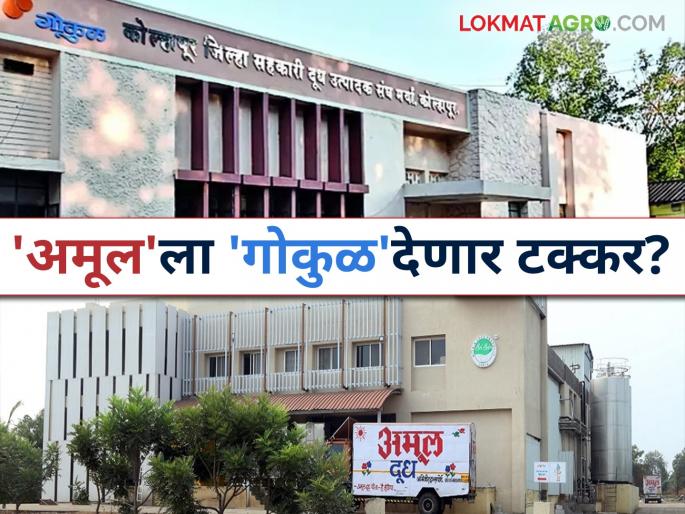 Gokul Milk: Will the 'Gokul' team, which offers the highest milk purchase price, compete with 'Amul'? | Gokul Milk : सर्वाधिक दूध खरेदी दर देणारा 'गोकुळ' संघ देणार 'अमूल'ला टक्कर?