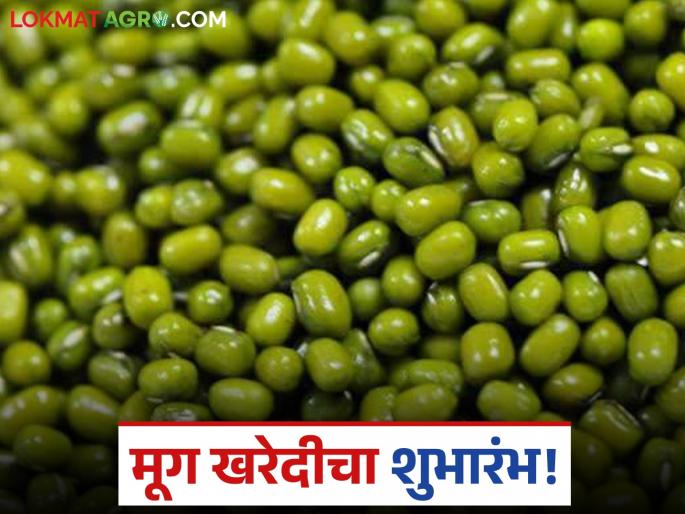 This year's moong procurement begins at this famous market committee; Read what the rates are | यंदाच्या मूग खरेदीचा 'या' प्रसिद्ध बाजार समितीत शुभारंभ; वाचा काय मिळतोय दर