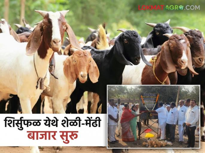 Baramati Market Committee starts goat and sheep market at Shirsufal; Farmers in the area will benefit | बारामती बाजार समितीचा शिर्सुफळ येथे शेळी-मेंढी बाजार सुरू; परिसरातील शेतकऱ्यांना होणार फायदा Baramati Market Committee starts goat and sheep market at Shirsufal; Farmers in the area will benefit | बारामती बाजार समितीचा शिर्सुफळ येथे शेळी-मेंढी बाजार सुरू; परिसरातील शेतकऱ्यांना होणार फायदा