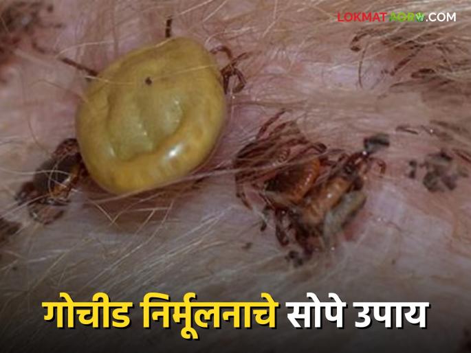 No risk of poisoning; Follow these simple remedies to get rid of gochid | विषबाधा होण्याचा नसेल धोका; गोचीड निर्मूलनासाठी 'हे' सोपे उपाय करा No risk of poisoning; Follow these simple remedies to get rid of gochid | विषबाधा होण्याचा नसेल धोका; गोचीड निर्मूलनासाठी 'हे' सोपे उपाय करा