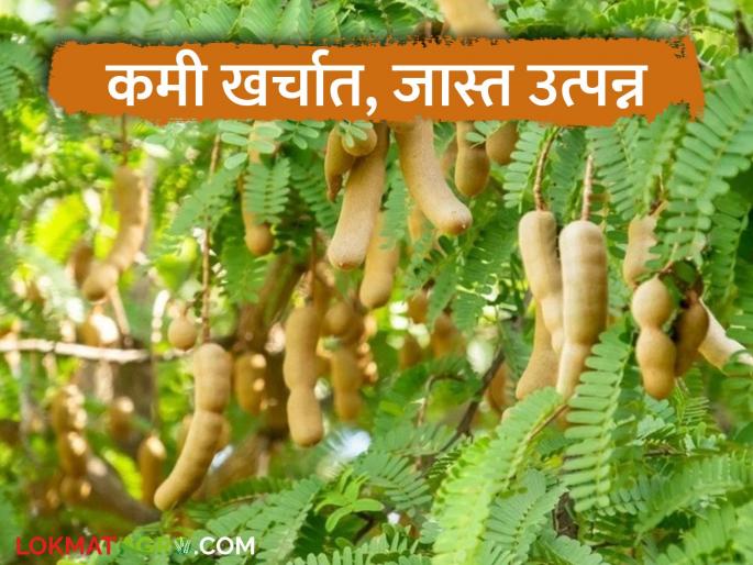 Don't forget to plant trees on the farm bondries; no need to worry about spraying fertilizers, and tamarind gives high yields at low cost | बांधावर झाड लावायला विसरू नका; खत फवारणीचा ताण नाही सोबत कमी खर्चातही जास्त उत्पन्न देणारी चिंच Don't forget to plant trees on the farm bondries; no need to worry about spraying fertilizers, and tamarind gives high yields at low cost | बांधावर झाड लावायला विसरू नका; खत फवारणीचा ताण नाही सोबत कमी खर्चातही जास्त उत्पन्न देणारी चिंच