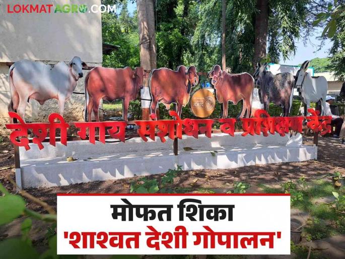 A three-month training program will be started on Sustainable Indigenous Cow Husbandry; Apply 'here' | शाश्वत देशी गोपालन या विषयावर तीन महिन्यांचा प्रशिक्षण कार्यक्रम होणार सुरू; 'येथे' करा अर्ज A three-month training program will be started on Sustainable Indigenous Cow Husbandry; Apply 'here' | शाश्वत देशी गोपालन या विषयावर तीन महिन्यांचा प्रशिक्षण कार्यक्रम होणार सुरू; 'येथे' करा अर्ज