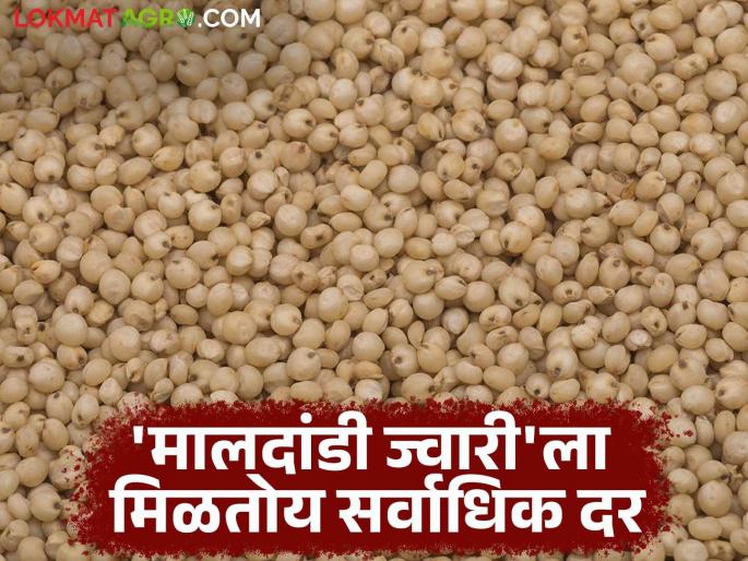 Jwari Bazaar Bhav: Maldandi jowar is getting the highest price in this market of the state; Read today's jowar market price | Jwari Bajar Bhav : राज्याच्या 'या' बाजारात मिळतोय मालदांडी ज्वारीला सर्वाधिक दर; वाचा आजचे ज्वारी बाजारभाव Jwari Bazaar Bhav: Maldandi jowar is getting the highest price in this market of the state; Read today's jowar market price | Jwari Bajar Bhav : राज्याच्या 'या' बाजारात मिळतोय मालदांडी ज्वारीला सर्वाधिक दर; वाचा आजचे ज्वारी बाजारभाव