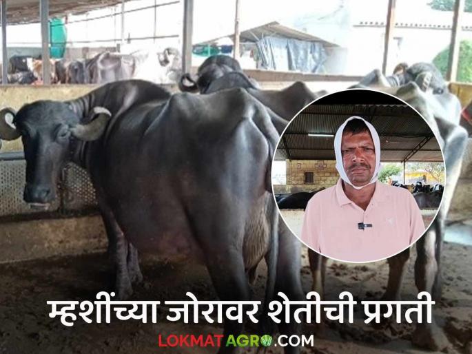 Dairy Farmer Success Story: Agriculture needs livestock; Devidasrao's financial progress despite low milk prices | Dairy Farmer Success Story : शेतीला पशुधनाची जोड गरजेची; दूध दर कमी असतांनाही देविदासरावांची आर्थिक प्रगती Dairy Farmer Success Story: Agriculture needs livestock; Devidasrao's financial progress despite low milk prices | Dairy Farmer Success Story : शेतीला पशुधनाची जोड गरजेची; दूध दर कमी असतांनाही देविदासरावांची आर्थिक प्रगती