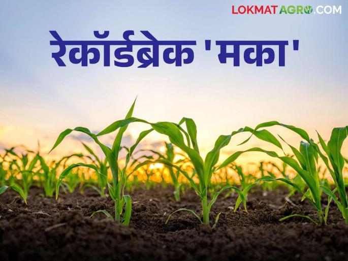 While cotton acreage has decreased, this district's maize acreage has seen a record increase this year. | कापसाच्या क्षेत्रात घट तर 'या' जिल्ह्याच्या मका क्षेत्रात यंदा विक्रमी वाढ