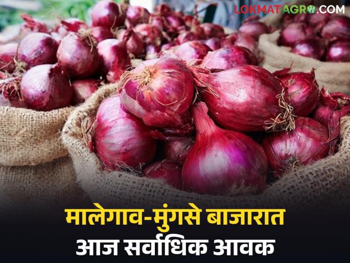 Kanda Bazaar Bhav: In which market of Nashik is the highest price of onion today; Read today's onion market price | Kanda Bajar Bhav : 'नाशिक'च्या कोणत्या बाजारात कांद्याला आज सर्वाधिक दर; वाचा आजचे कांदा बाजारभाव