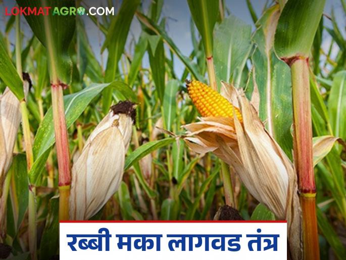 Rabi Maize Cultivation Techniques; Learn the beneficial technologies that give more yield | रब्बी मका लागवड तंत्र; जाणून घ्या अधिक उत्पादन देणारे फायद्याचे तंत्रज्ञान