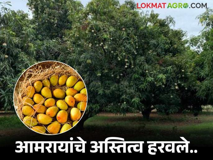 Traditional eco-friendly aamrais have lost their existence; even the village 'mango' is becoming rare | पारंपरिक पर्यावरणपूरक आमरायांचे अस्तित्व हरवले; गावरान 'आंबा'ही होतोय दुर्मिळ