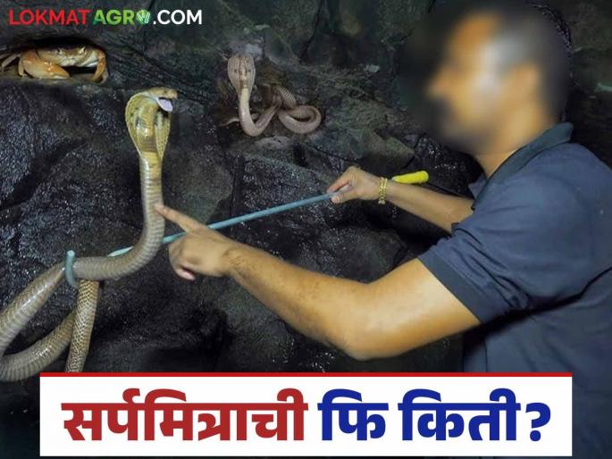 Sarpamitra Fees: Should you pay money to Sarpamitra? Read what the rules say | Sarpamitra Fees : सर्पमित्राला पैसे द्यायचे का? वाचा काय सांगतो नियम Sarpamitra Fees: Should you pay money to Sarpamitra? Read what the rules say | Sarpamitra Fees : सर्पमित्राला पैसे द्यायचे का? वाचा काय सांगतो नियम