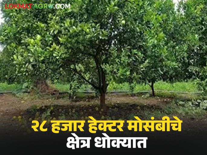 28 thousand hectares of citrus area in Jalna district is under threat; Citrus growers and traders are worried due to 'these' reasons | जालना जिल्ह्यातील २८ हजार हेक्टरवरील मोसंबीचे क्षेत्र धोक्यात; 'या' कारणांनी मोसंबी उत्पादकांसह व्यापाऱ्यांनी घेतली धास्ती