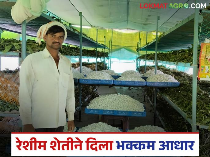 Sericulture got strong support during the drought; Kuppa farmer earned income of one million rupees in 70 gunthas | अवर्षणाच्या फेऱ्यात मिळाली रेशीम शेतीची भक्कम साथ; कुप्पाच्या शेतकऱ्याने ७० गुंठ्यांत घेतले दहा लाखांचे उत्पन्न