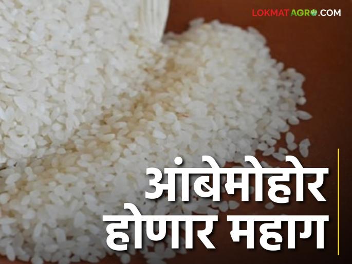 Ambemohar Rice: Price hike of 15 to 20 percent at the beginning of the new season; Read in detail why Ambemohar rice is becoming expensive this year | Ambemohar Rice : नवीन हंगामाच्या सुरुवातीलाच १५ ते २० टक्के दरवाढ; यंदा आंबेमोहोर तांदूळ का होतोय महाग वाचा सविस्तर