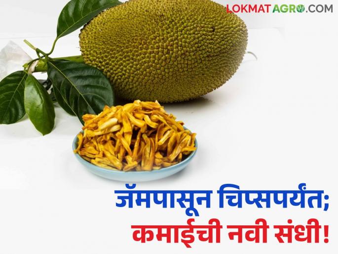 Get income opportunities from jackfruit processing industry; Learn detailed recipes from jam to chips | फणसाच्या प्रक्रिया उद्योगातून मिळवा उत्पन्नाची संधी; जॅमपासून चिप्सपर्यंत जाणून घ्या सविस्तर कृती