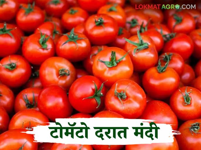 Vegetable Market Rate: Decline in prices of fruits and vegetables including tomatoes, cabbage, brinjal, chillies; Producer farmers in trouble | Vegetable Market Rate : टोमॅटोसह कोबी, वांगे, मिरची आदी फळ भाज्यांच्या दरात मंदी; उत्पादक शेतकरी अडचणीत Vegetable Market Rate: Decline in prices of fruits and vegetables including tomatoes, cabbage, brinjal, chillies; Producer farmers in trouble | Vegetable Market Rate : टोमॅटोसह कोबी, वांगे, मिरची आदी फळ भाज्यांच्या दरात मंदी; उत्पादक शेतकरी अडचणीत
