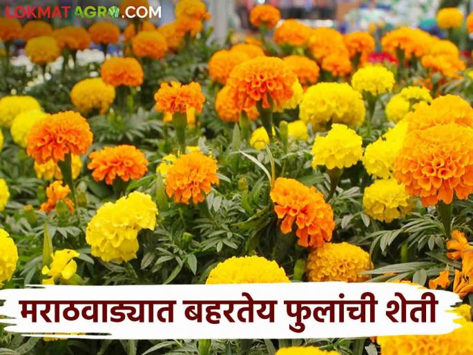 Flower Market: Due to increase in demand due to Navratri festival, prices of flowers have increased; Satisfaction among farmers | Flower Market : नवरात्रौ उत्सवानिमित मागणी वाढल्याने फुलांचे दर वधारलेले; शेतकऱ्यांत समाधान Flower Market: Due to increase in demand due to Navratri festival, prices of flowers have increased; Satisfaction among farmers | Flower Market : नवरात्रौ उत्सवानिमित मागणी वाढल्याने फुलांचे दर वधारलेले; शेतकऱ्यांत समाधान