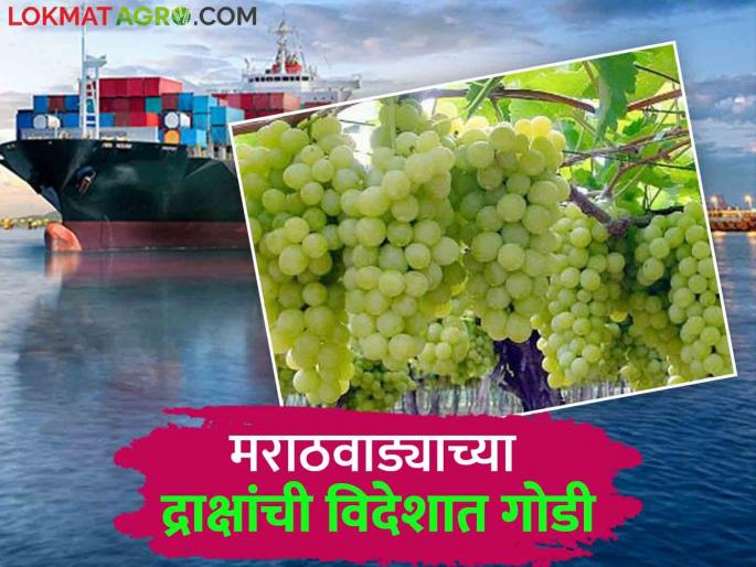 Grape Farming In Marathwada : Farmers of Marathwada reap the benefits of grape crop; Exporting to European countries! | Grape Farming In Marathwada : मराठवाड्याचे शेतकरी द्राक्ष पिकातून मालामाल; युरोपीय देशांमध्ये होतेय निर्यात! Grape Farming In Marathwada : Farmers of Marathwada reap the benefits of grape crop; Exporting to European countries! | Grape Farming In Marathwada : मराठवाड्याचे शेतकरी द्राक्ष पिकातून मालामाल; युरोपीय देशांमध्ये होतेय निर्यात!