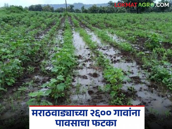 More than average rainfall in August; 2600 villages of Marathwada affected by rain | ऑगस्ट महिन्यांत सरासरीच्या तुलनेत जास्तीचा पाऊस; मराठवाड्याच्या २६०० गावांना पावसाचा फटका
