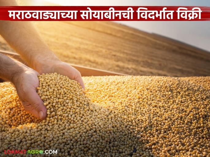 Hingoli soybeans are being sold in Washim market due to not getting satisfactory prices | समाधानकारक दर मिळत नसल्याने हिंगोलीच्या सोयाबीनची होतेय वाशिम बाजारात विक्री