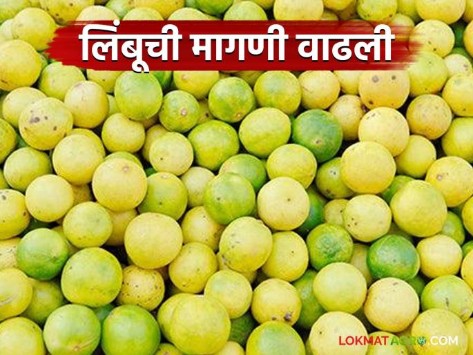 Demand increased as arrivals decreased; Lemon prices hit record high | आवक कमी त्यात मागणी वाढली; लिंबाच्या दरात विक्रमी वाढ Demand increased as arrivals decreased; Lemon prices hit record high | आवक कमी त्यात मागणी वाढली; लिंबाच्या दरात विक्रमी वाढ