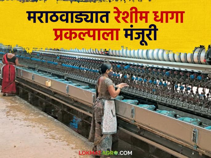 Reshim Dhaga: Silk thread production project to be set up in 'Ya' district of Marathwada; Silk farming will get a boost | Reshim Dhaga : मराठवाड्याच्या 'या' जिल्ह्यात उभारणार रेशीम धागा निर्मिती प्रकल्प; रेशीम शेतीला मिळेल चालना Reshim Dhaga: Silk thread production project to be set up in 'Ya' district of Marathwada; Silk farming will get a boost | Reshim Dhaga : मराठवाड्याच्या 'या' जिल्ह्यात उभारणार रेशीम धागा निर्मिती प्रकल्प; रेशीम शेतीला मिळेल चालना