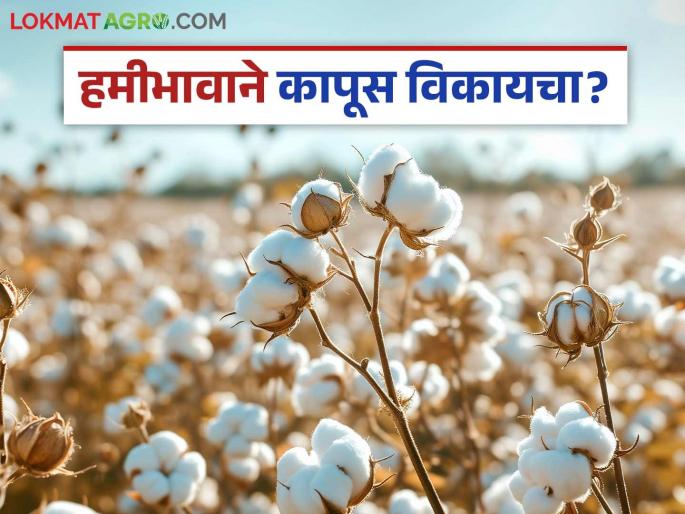 Want to sell cotton at guaranteed price this year? Then register on 'Ya' app now; CCI will not buy cotton if you are not registered | यंदा हमीभावाने कापूस विकायचा? तर 'या' ॲपवर आताच नोंदणी करा; नोंदणी नसल्यास सीसीआय घेणार नाही कापूस