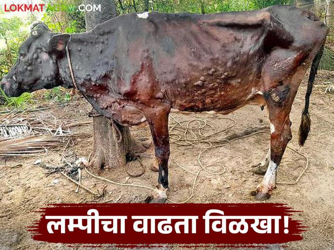 Lumpy is entering this district of the state on a large scale; Vaccination of two lakh cattle completed | राज्याच्या 'या' जिल्ह्यात लम्पीचा मोठ्या प्रमाणावर होतोय शिरकाव; दोन लाख गुरांचे लसीकरण पूर्ण