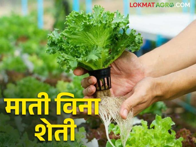 Hydroponics Farming: Modern invention of soilless farming 'Hydroponics technology' | Hydroponics Farming : माती विना शेतीचा आधुनिक आविष्कार 'हायड्रोपोनिक्स तंत्रज्ञान' Hydroponics Farming: Modern invention of soilless farming 'Hydroponics technology' | Hydroponics Farming : माती विना शेतीचा आधुनिक आविष्कार 'हायड्रोपोनिक्स तंत्रज्ञान'