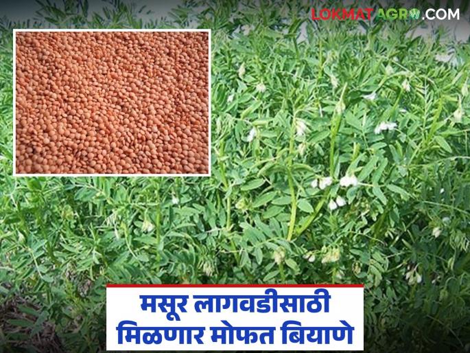 Lentil cultivation will be encouraged; Free distribution of seeds begins | मसूर पीक लागवडीला मिळणार प्रोत्साहन; बियाण्यांचे मोफत वाटप सुरू Lentil cultivation will be encouraged; Free distribution of seeds begins | मसूर पीक लागवडीला मिळणार प्रोत्साहन; बियाण्यांचे मोफत वाटप सुरू