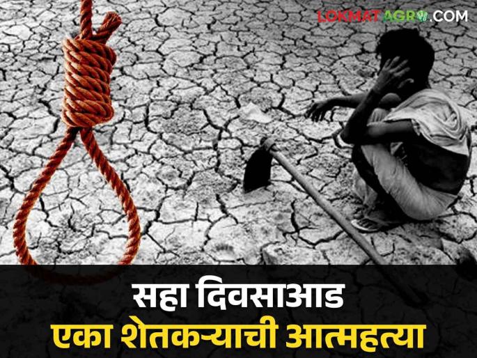 Farmer Suicide In Maharashtra A farmer commits suicide every six days; 117 farmers died in 18 months | Farmer Suicide In Maharashtra सहा दिवसा आड एका शेतकऱ्याची आत्महत्या; १८ महिन्यांत ११७ शेतकऱ्यांनी मृत्यूला कवटाळले