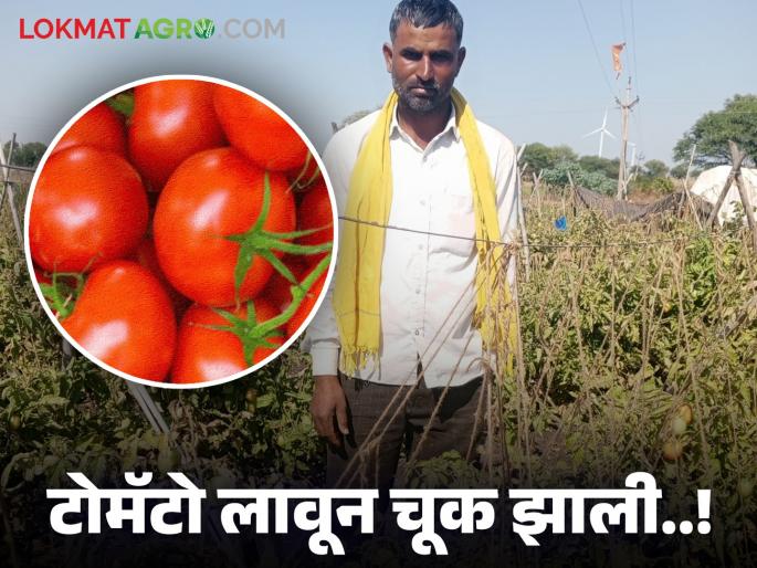 Who should tell the story of record production? Tomato prices made me cry; Farmers are expressing their pain | विक्रमी उत्पादनाची कुणाला सांगावी कथा टोमॅटो दराने रडवले रे दादा; शेतकरी सांगताहेत व्यथा