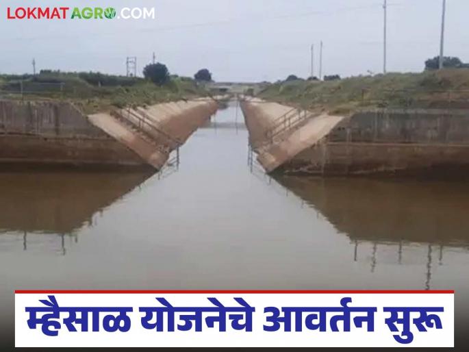 Mhaisal scheme cycle begins; relief for farmers | म्हैसाळ योजनेचे आवर्तन सुरू; शेतकऱ्यांना दिलासा Mhaisal scheme cycle begins; relief for farmers | म्हैसाळ योजनेचे आवर्तन सुरू; शेतकऱ्यांना दिलासा