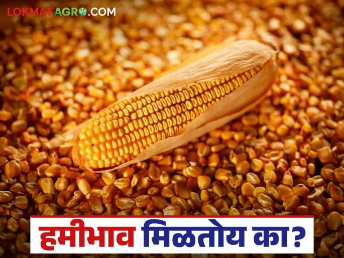Maize Market Rate: What is the situation in the maize market; Read today's maize market price in the state | Maize Market Rate : मका बाजारात काय आहे स्थिती; वाचा राज्यातील आजचे मका बाजारभाव