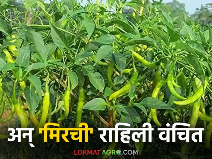 Chilli Crop Insurance: Chilli growers urge for insurance as losses increase due to pest and disease outbreak | Chilli Crop Insurance : कीड व रोगांच्या प्रादुर्भावामुळे नुकसान वाढल्याने मिरची उत्पादकांचा विम्यासाठी आग्रह