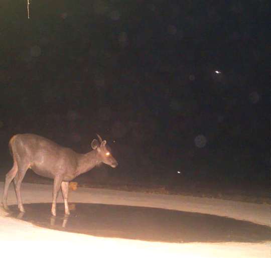 Fansad Wildlife Sanctuary has no water scarcity | फणसाड अभयारण्यात पाणीटंचाई नसल्याचा निर्वाळा Fansad Wildlife Sanctuary has no water scarcity | फणसाड अभयारण्यात पाणीटंचाई नसल्याचा निर्वाळा