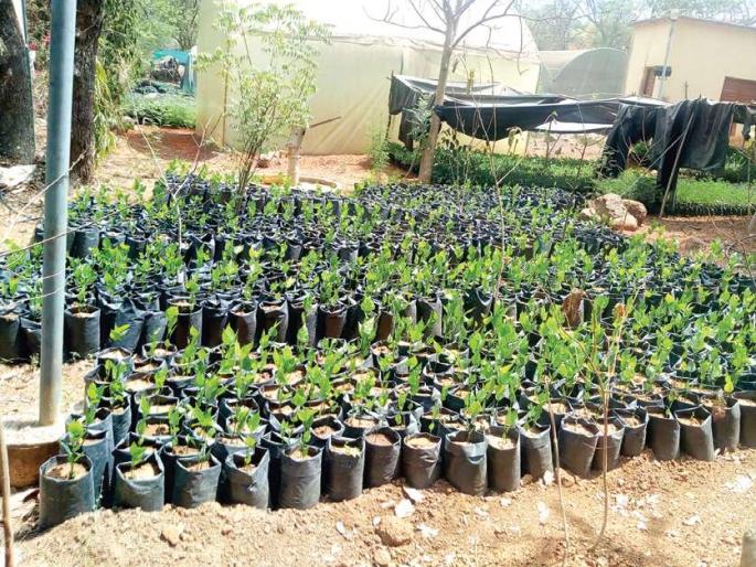 Up to 6.50 lakh seedlings will be planted in pen | पेणमध्ये ६.५० लाखांच्या वर रोपांची होणार लागवड Up to 6.50 lakh seedlings will be planted in pen | पेणमध्ये ६.५० लाखांच्या वर रोपांची होणार लागवड